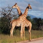 Giraffe - Etosha